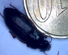 Harpalus rubripes