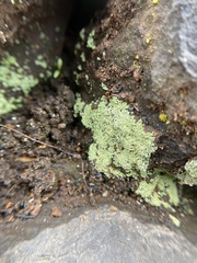 Cladonia