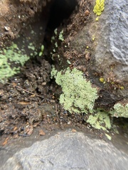 Cladonia