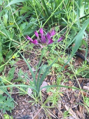 Allium peninsulare