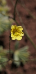 Reyesia parviflora