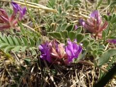 Astragalus shortianus