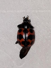 Coleomegilla occulta