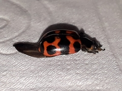 Coleomegilla occulta