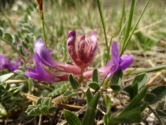 Astragalus shortianus