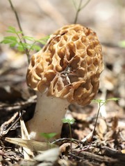 Fungi