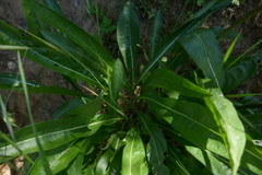 Wyethia angustifolia