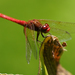Cardinal Meadowhawk - Photo (c) Cameron Eckert, some rights reserved (CC BY-NC), uploaded by Cameron Eckert