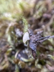 Hymenoscyphus imberbis