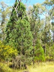 Callitris endlicheri