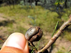 Callitris endlicheri