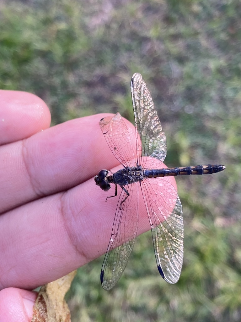 Spot-tailed Dasher