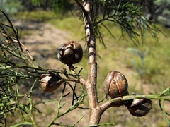 Callitris endlicheri