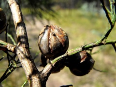 Callitris endlicheri