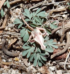 Dicentra uniflora