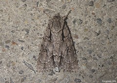 Acronicta