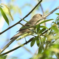 Elaenia albiceps