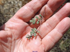 Coronilla minima lotoides