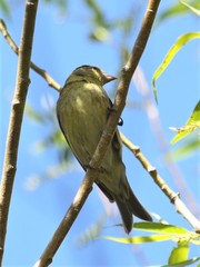 Spinus barbatus