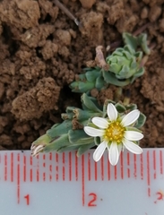 Chaetanthera euphrasioides