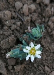 Chaetanthera euphrasioides