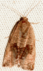 Archips fuscocupreanus