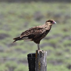 Caracara plancus