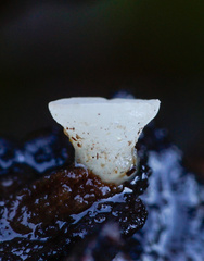 Hymenoscyphus imberbis