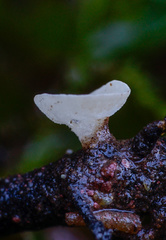 Hymenoscyphus imberbis