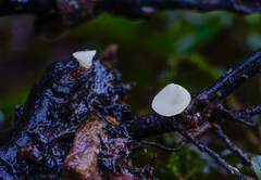 Hymenoscyphus imberbis