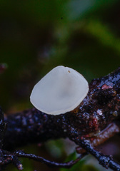 Hymenoscyphus imberbis