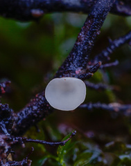 Hymenoscyphus imberbis