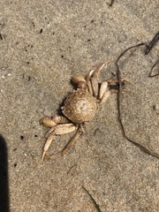 Paragrapsus gaimardii