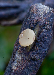 Hymenoscyphus imberbis