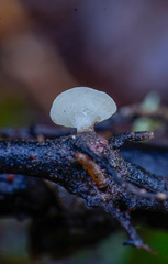 Hymenoscyphus imberbis