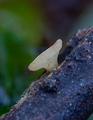 Hymenoscyphus imberbis