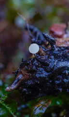 Hymenoscyphus imberbis