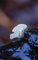 Hymenoscyphus imberbis