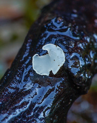 Hymenoscyphus imberbis