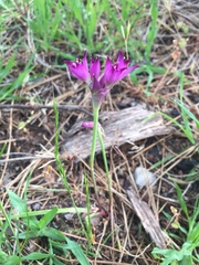 Allium peninsulare