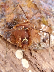 Image of Libitioides sayi