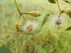 Eucalyptus orgadophila