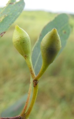 Eucalyptus orgadophila