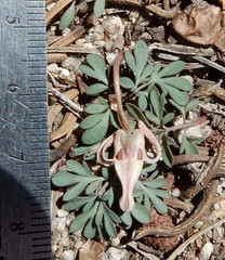 Dicentra uniflora