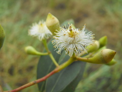 Eucalyptus orgadophila