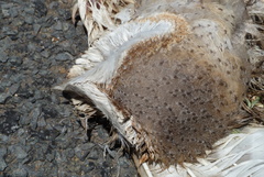 Tyto alba delicatula