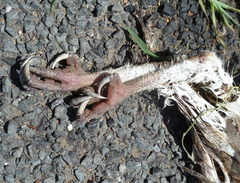 Tyto alba delicatula