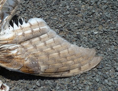 Tyto alba delicatula