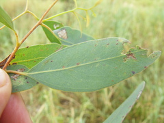 Eucalyptus orgadophila