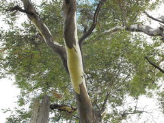 Eucalyptus orgadophila